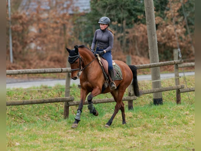 Andalusier Stute 5 Jahre 152 cm Brauner in Neustadt (Wied)