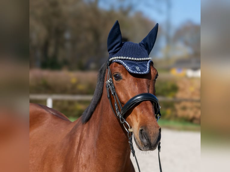 Andalusier Stute 5 Jahre 152 cm Brauner in Neustadt (Wied)