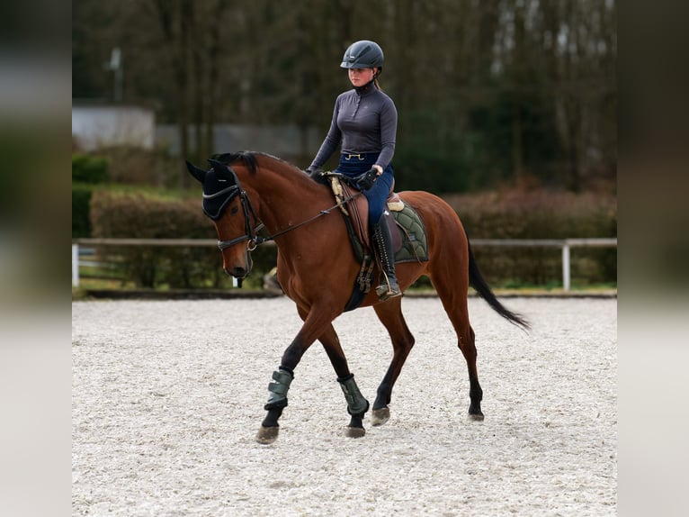 Andalusier Stute 5 Jahre 152 cm Brauner in Neustadt (Wied)