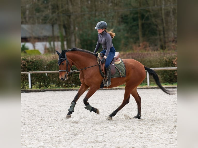 Andalusier Stute 5 Jahre 152 cm Brauner in Neustadt (Wied)
