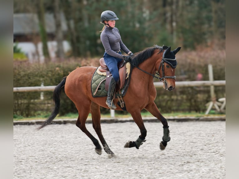 Andalusier Stute 5 Jahre 152 cm Brauner in Neustadt (Wied)