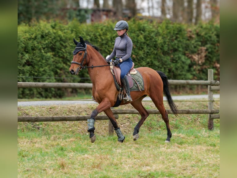 Andalusier Stute 5 Jahre 152 cm Brauner in Neustadt (Wied)