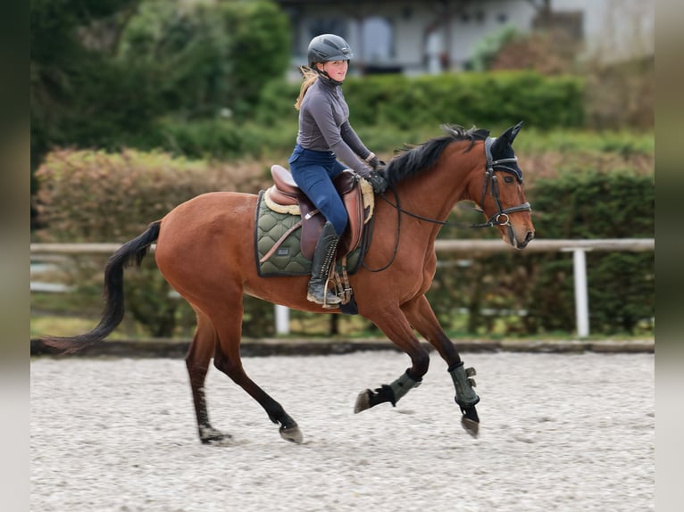 Andalusier Stute 5 Jahre 152 cm Brauner in Neustadt (Wied)