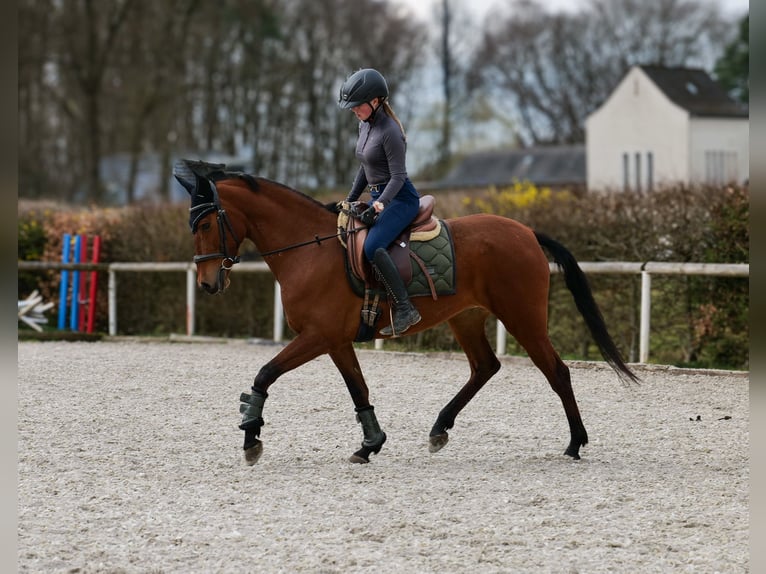 Andalusier Stute 5 Jahre 152 cm Brauner in Neustadt (Wied)