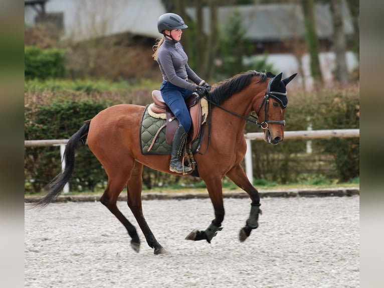 Andalusier Stute 5 Jahre 152 cm Brauner in Neustadt (Wied)