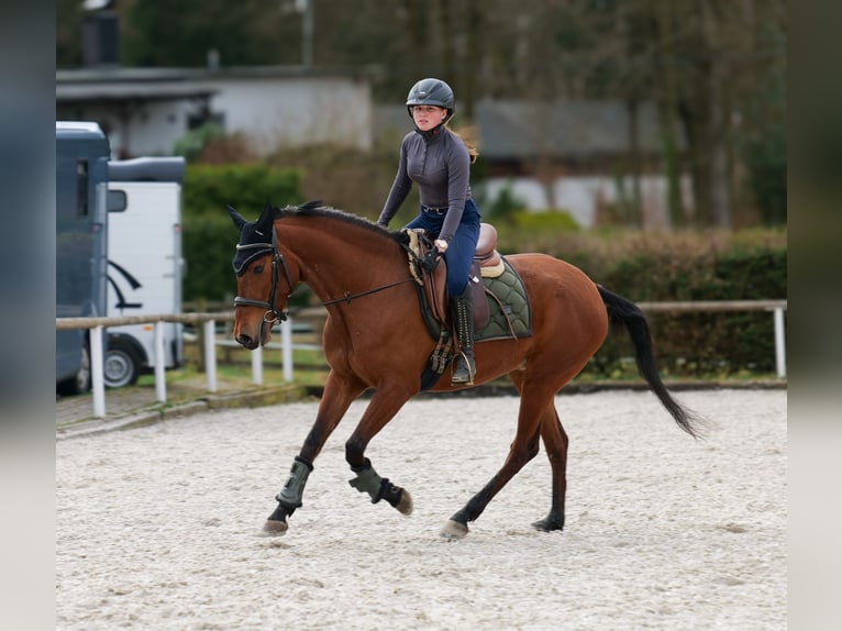 Andalusier Stute 5 Jahre 152 cm Brauner in Neustadt (Wied)