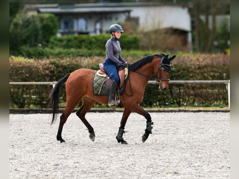 Andalusier Stute 5 Jahre 152 cm Brauner in Neustadt (Wied)