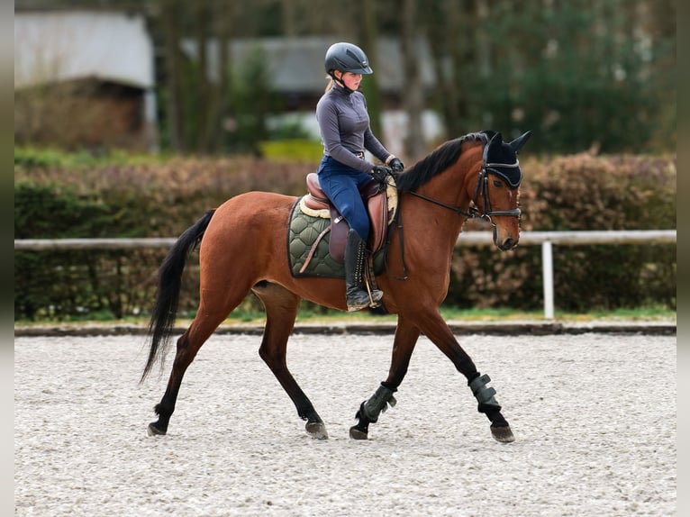 Andalusier Stute 5 Jahre 152 cm Brauner in Neustadt (Wied)