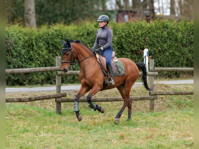 Andalusier Stute 5 Jahre 152 cm Brauner in Neustadt (Wied)