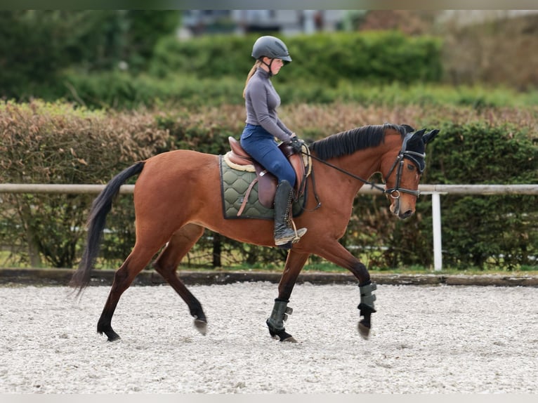 Andalusier Stute 5 Jahre 152 cm Brauner in Neustadt (Wied)