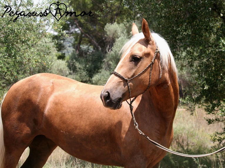 Andalusier Stute 5 Jahre 153 cm Palomino in Valencia
