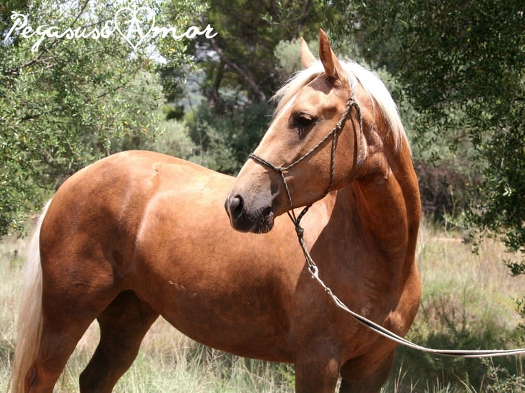Andalusier Stute 5 Jahre 153 cm Palomino in Valencia