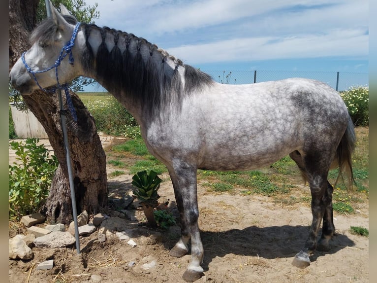 Andalusier Stute 5 Jahre 155 cm Apfelschimmel in Vejer de la Frontera