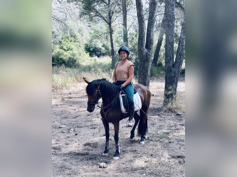 Andalusier Mix Stute 5 Jahre 155 cm Brauner in Valencia