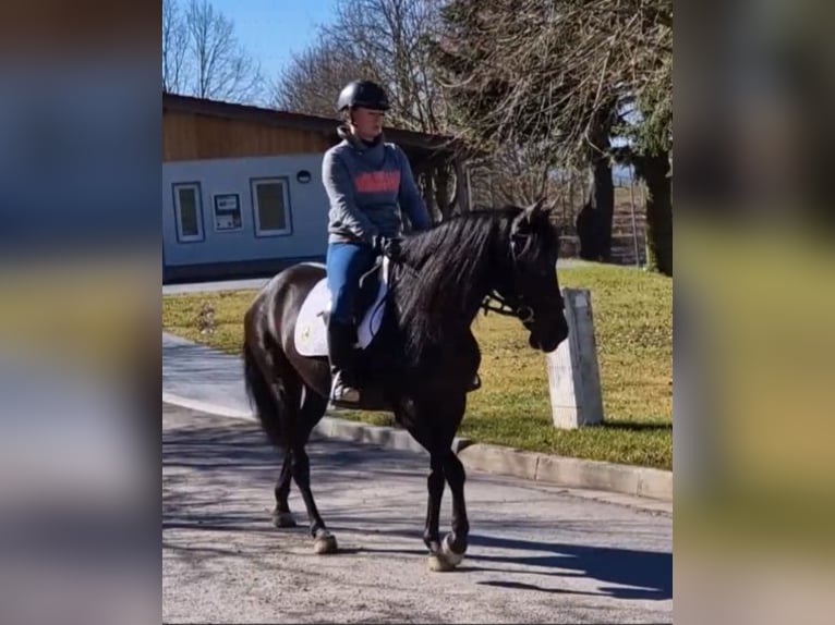 Andalusier Stute 5 Jahre 155 cm Rappe in Schimberg