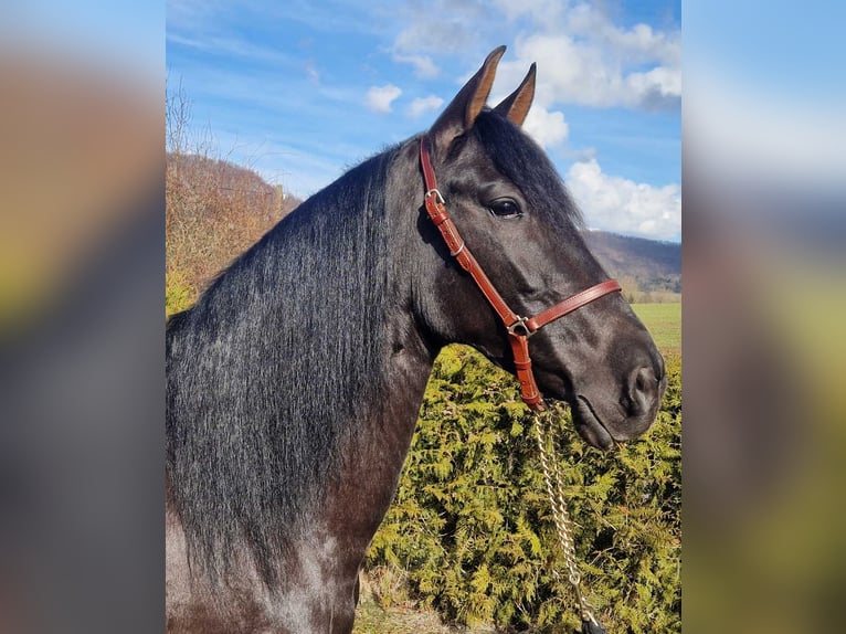 Andalusier Stute 5 Jahre 155 cm Rappe in Schimberg