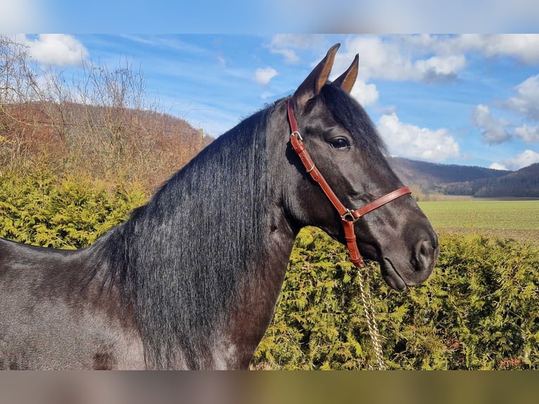 Andalusier Stute 5 Jahre 155 cm Rappe in Schimberg