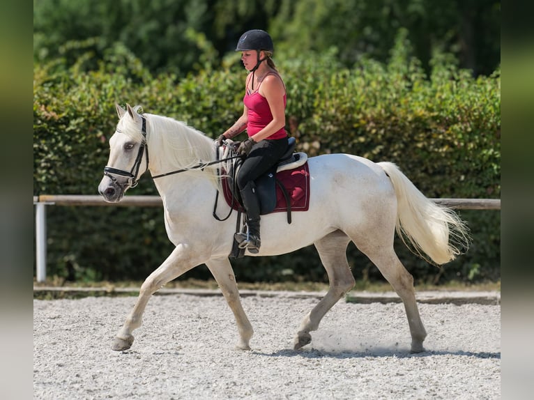 Andalusier Stute 5 Jahre 155 cm Schimmel in Neustadt (Wied)