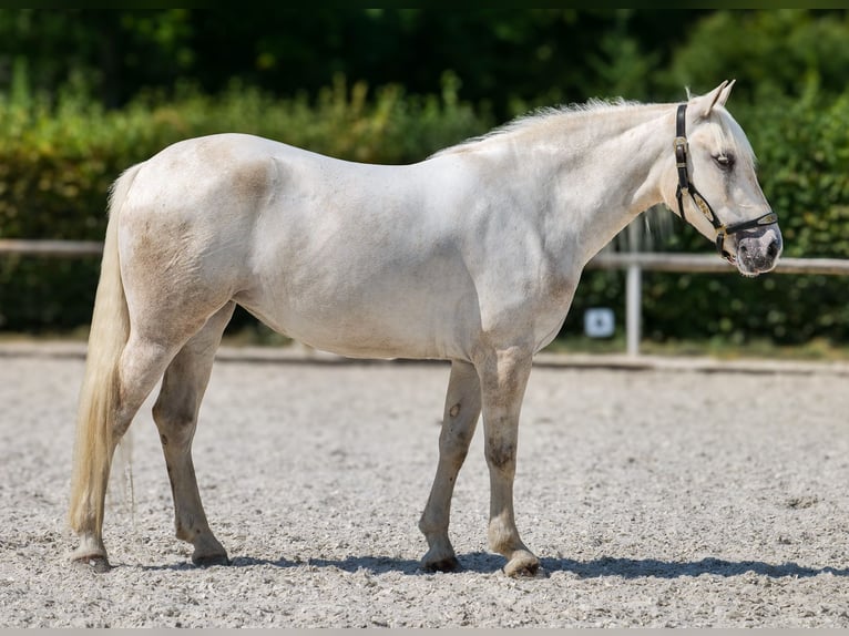 Andalusier Stute 5 Jahre 155 cm Schimmel in Neustadt (Wied)