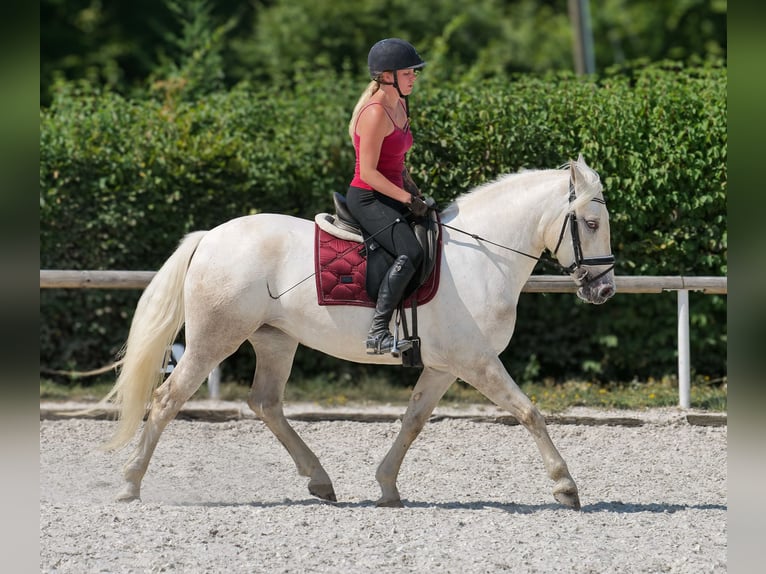 Andalusier Stute 5 Jahre 155 cm Schimmel in Neustadt (Wied)