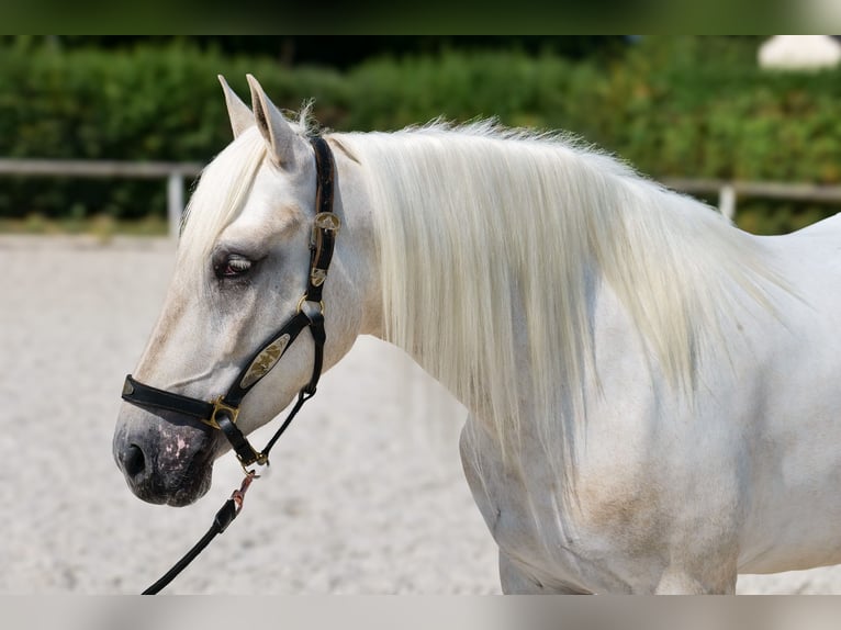 Andalusier Stute 5 Jahre 155 cm Schimmel in Neustadt (Wied)