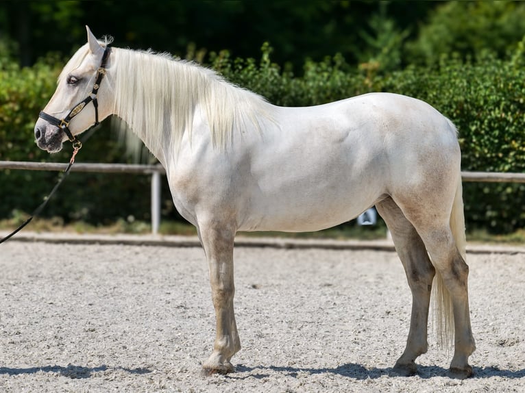 Andalusier Stute 5 Jahre 155 cm Schimmel in Neustadt (Wied)