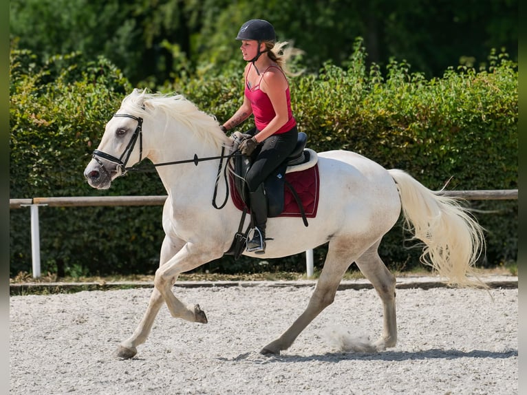 Andalusier Stute 5 Jahre 155 cm Schimmel in Neustadt (Wied)