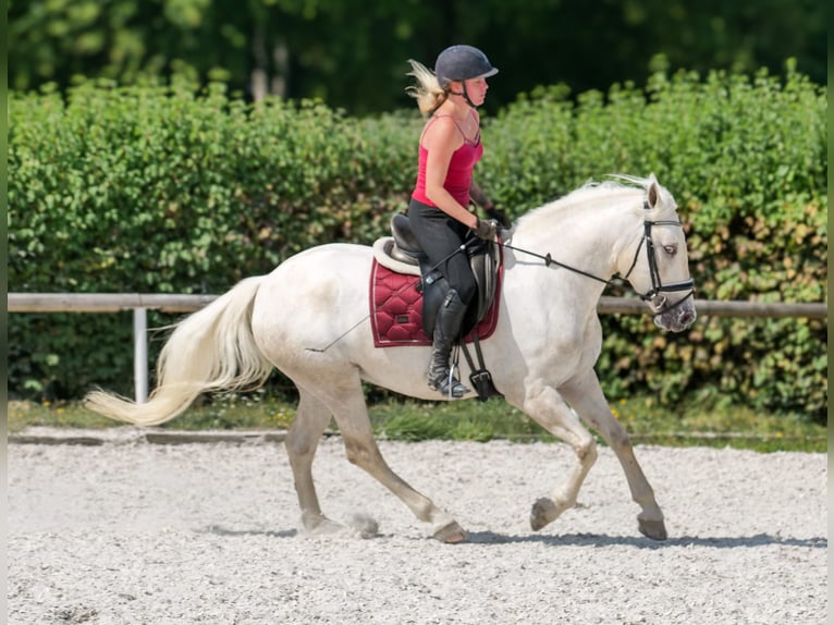Andalusier Stute 5 Jahre 155 cm Schimmel in Neustadt (Wied)