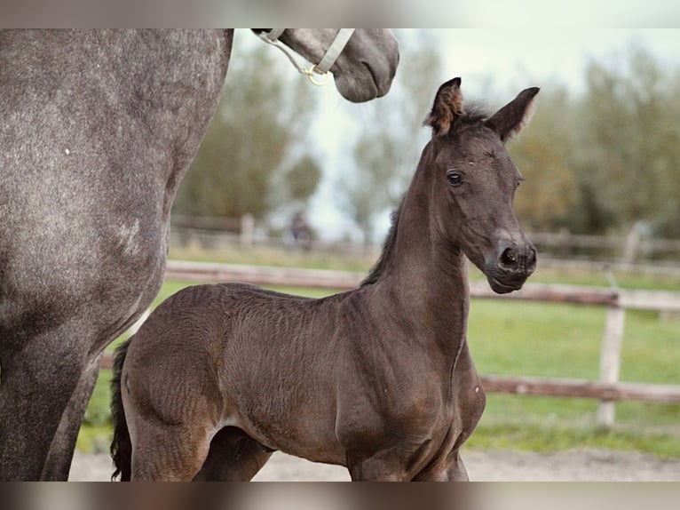 Andalusier Mix Stute 5 Jahre 156 cm Blauschimmel in Oudewater