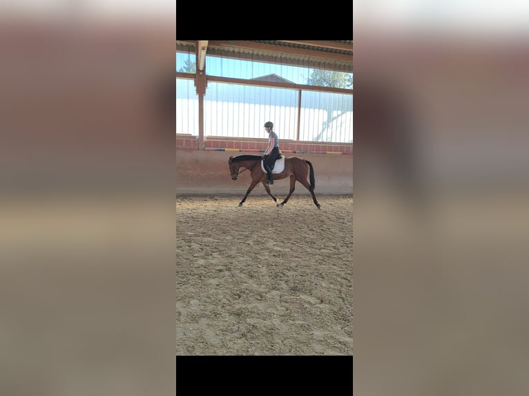 Andalusier Stute 5 Jahre 156 cm Brauner in Waldeck