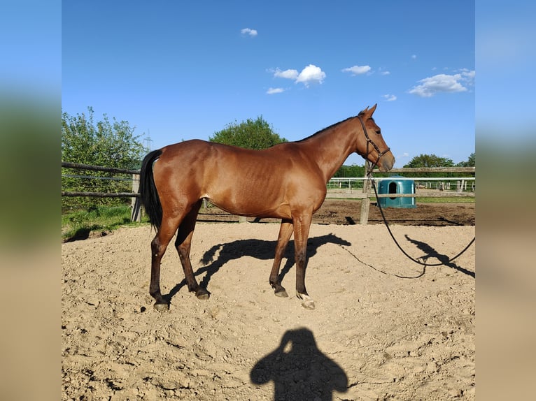 Andalusier Stute 5 Jahre 156 cm Brauner in Waldeck
