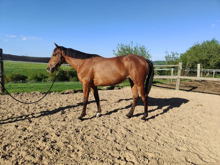 Andalusier Stute 5 Jahre 156 cm Brauner in Waldeck