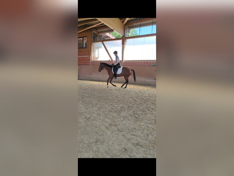 Andalusier Stute 5 Jahre 156 cm Brauner in Waldeck