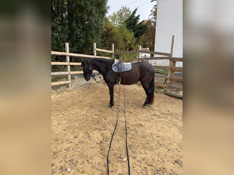 Andalusier Mix Stute 5 Jahre 158 cm Rappe in Freudenberg