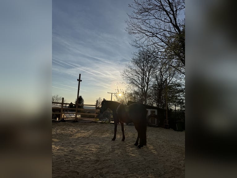 Andalusier Mix Stute 5 Jahre 158 cm Rappe in Freudenberg