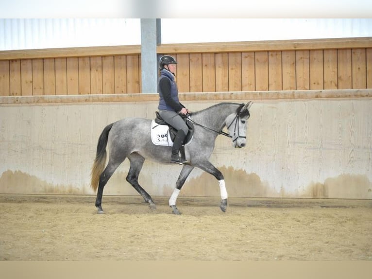 Andalusier Stute 5 Jahre 158 cm Schimmel in Wellheim