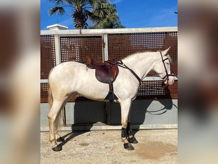 Andalusier Stute 5 Jahre 159 cm Perlino in Cazorla