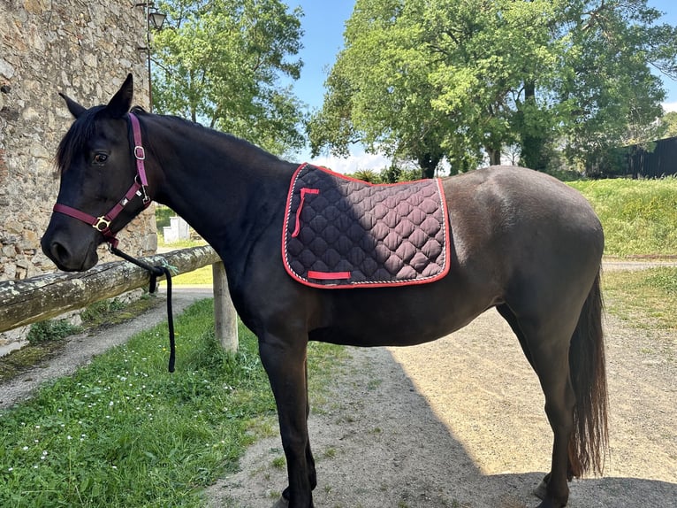 Andalusier Mix Stute 5 Jahre 160 cm Dunkelbrauner in Caldes De Malavella