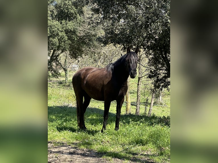 Andalusier Mix Stute 5 Jahre 160 cm Dunkelbrauner in Caldes De Malavella
