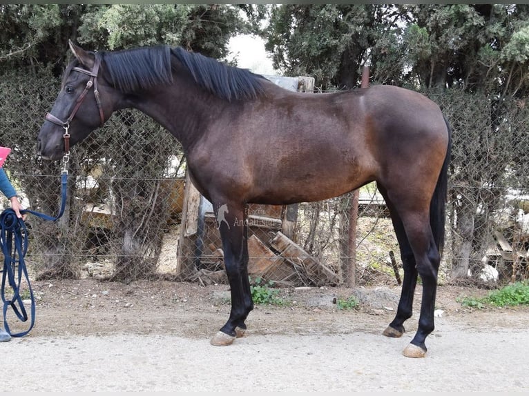 Andalusier Stute 5 Jahre 160 cm Rappe in Provinz Granada