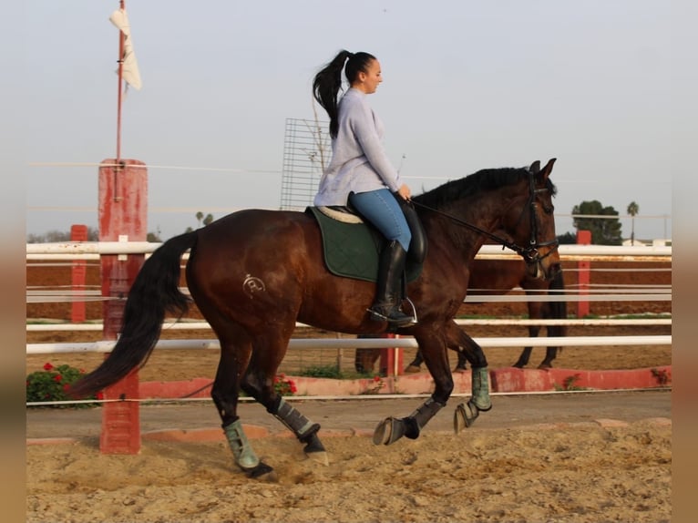 Andalusier Stute 5 Jahre 160 cm Rotbrauner in Sevilla