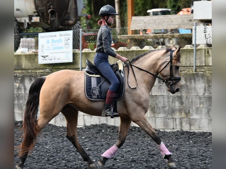 Andalusier Stute 5 Jahre 161 cm Falbe in Provinz Malaga