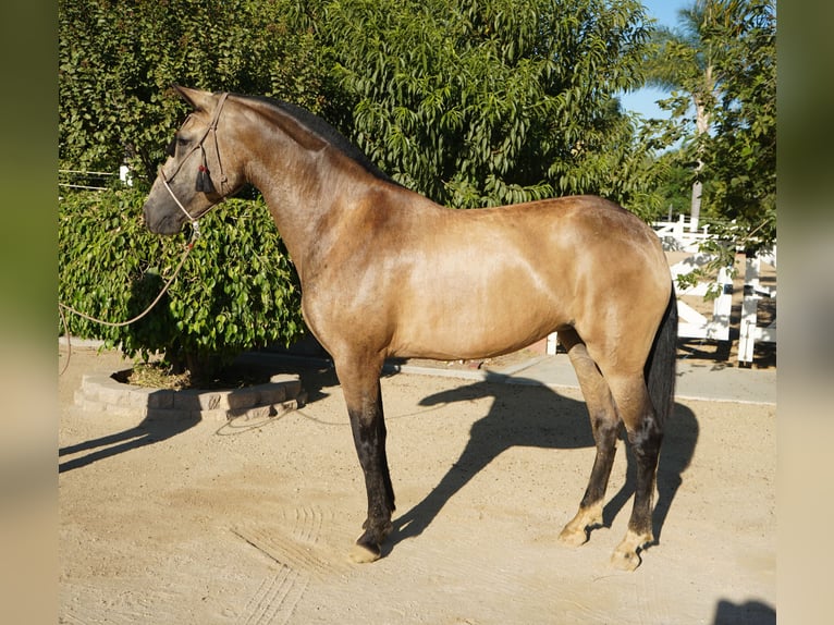 Andalusier Stute 5 Jahre 163 cm Buckskin in Corona, CA