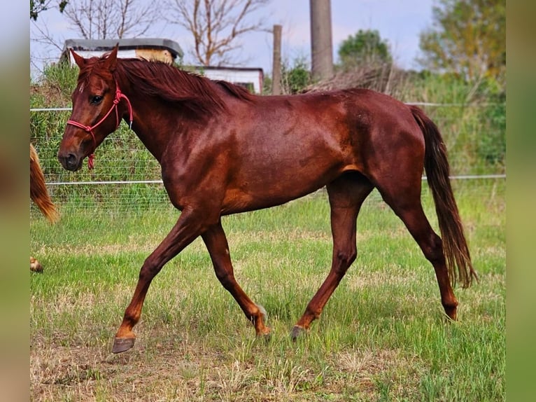 Andalusier Stute 5 Jahre 164 cm Dunkelfuchs in Thyrow