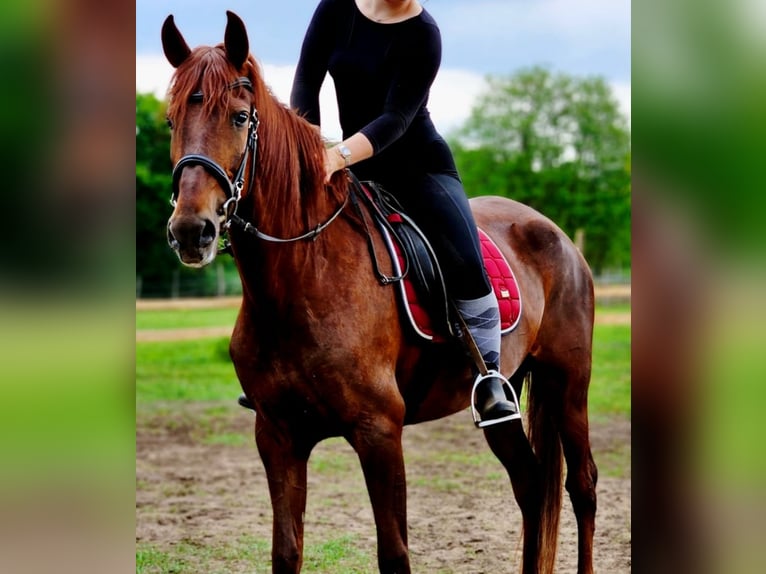 Andalusier Stute 5 Jahre 164 cm Dunkelfuchs in Thyrow
