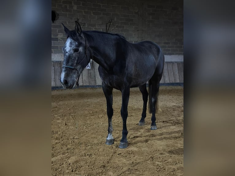 Andalusier Stute 5 Jahre 164 cm Schimmel in Homberg (Efze)