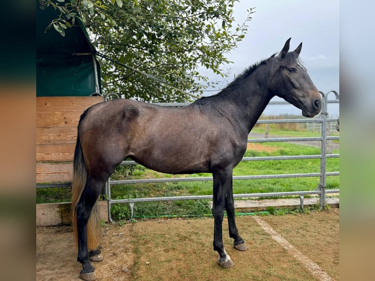 Andalusier Stute 5 Jahre 164 cm Schimmel in Homberg (Efze)