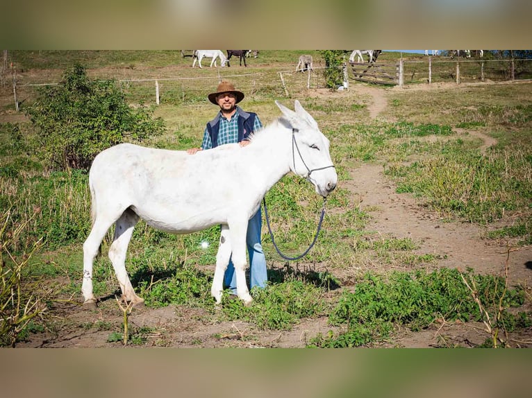 Andalusier Stute 6 Jahre 130 cm Kann Schimmel werden in Sancraiu de Mureș