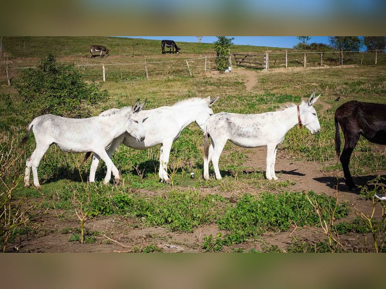 Andalusier Stute 6 Jahre 130 cm Kann Schimmel werden in Sancraiu de Mureș