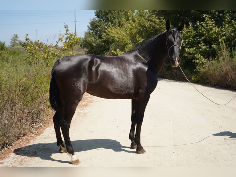 Andalusier Stute 6 Jahre 152 cm Rappe in Corona